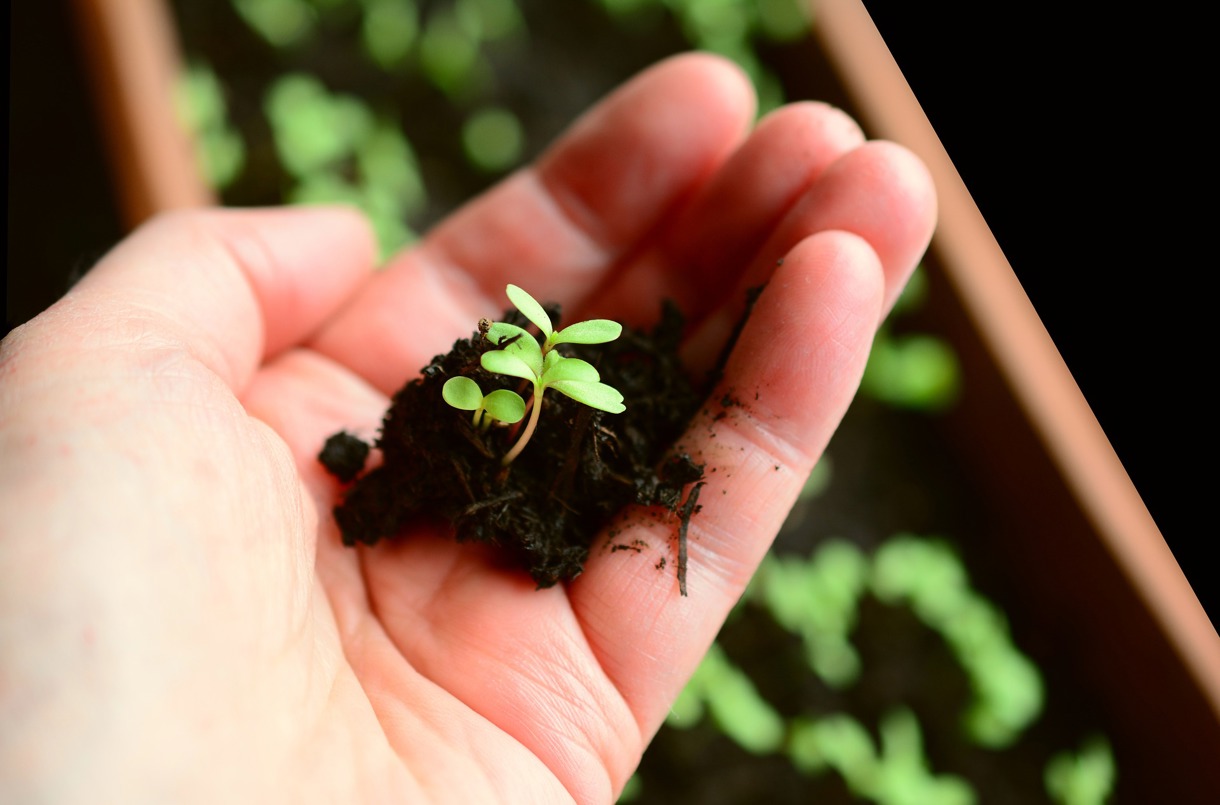 Hand med jord och liten planta